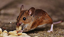 24 Hour & Emergency Exterminators in Farner, TN